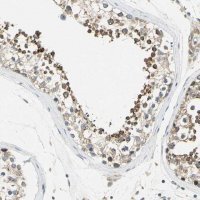 Anti-BNIP1 antibody produced in rabbit 