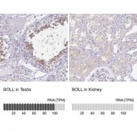 Anti-BOLL antibody produced in rabbit 