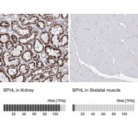 Anti-BPHL antibody produced in rabbit HPA036753-100UL