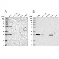 Anti-BPHL antibody produced in rabbit HPA036753-100UL