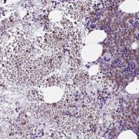 Anti-BPI antibody produced in rabbit 