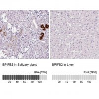 Anti-BPIFB2 antibody produced in rabbit 