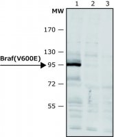 Anti-BRAF (V600E) antibody produced in rabbit SAB4200772-100UL
