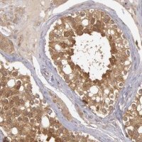 Anti-BRAF antibody produced in rabbit 