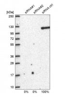 Anti-BRD2 antibody produced in rabbit 