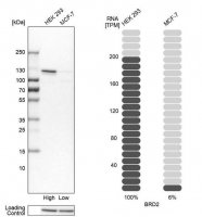 Anti-BRD2 antibody produced in rabbit 