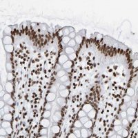 Anti-BRF2 antibody produced in rabbit