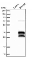 Anti-BRICD5 antibody produced in rabbit 