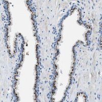 Anti-BRICD5 antibody produced in rabbit