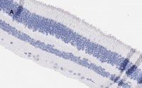 Anti-Brn3a Antibody, clone 4L5, ZooMAb� Rabbit Monoclonal 