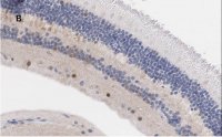Anti-Brn3a Antibody, clone 4L5, ZooMAb� Rabbit Monoclonal 