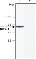 Anti-BRSK1 (C-terminal) antibody produced in rabbit SAB4200393-200UL