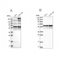 Anti-BSDC1 antibody produced in rabbit 