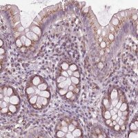 Anti-BSDC1 antibody produced in rabbit