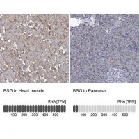 Anti-BSG antibody produced in rabbit 