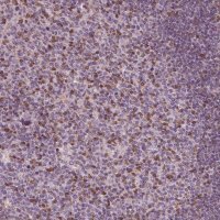 Anti-BTLA antibody produced in rabbit 