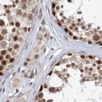 Anti-BUD13 antibody produced in rabbit