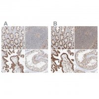 Anti-BYSL antibody produced in rabbit 
