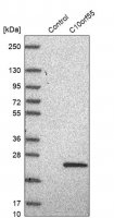 Anti-C10orf55 antibody produced in rabbit 