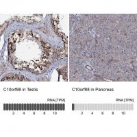 Anti-C10orf88 antibody produced in rabbit 
