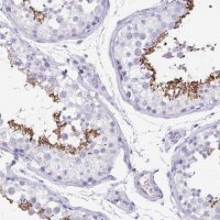 Anti-C11orf42 antibody produced in rabbit 