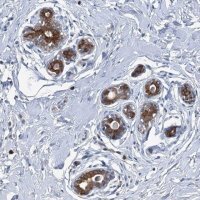 Anti-C11orf45 antibody produced in rabbit