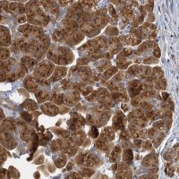 Anti-C11orf57 antibody produced in rabbit 