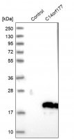 Anti-C14orf177 antibody produced in rabbit HPA018091-100UL