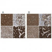 Anti-C1GALT1 antibody produced in rabbit 