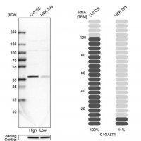 Anti-C1GALT1 antibody produced in rabbit 