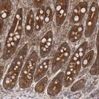 Anti-C1orf109 antibody produced in rabbit