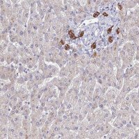 Anti-C1orf123 antibody produced in rabbit HPA043835-100UL
