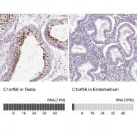 Anti-C1orf56 antibody produced in rabbit 