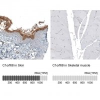 Anti-C1orf68 antibody produced in rabbit 