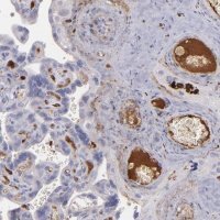 Anti-C1QA antibody produced in rabbit