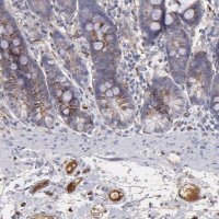 Anti-C1QA antibody produced in rabbit