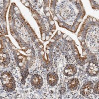 Anti-C1QBP antibody produced in rabbit
