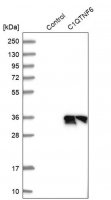 Anti-C1QTNF6 antibody produced in rabbit
