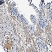 Anti-C1S antibody produced in rabbit 
