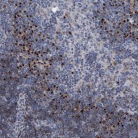 Anti-C20orf196 antibody produced in rabbit