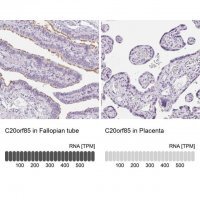 Anti-C20orf85 antibody produced in rabbit 