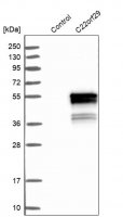 ANTI-C22orf29 antibody produced in rabbit HPA001419-100UL