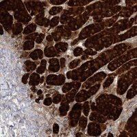 Anti-C2CD2 antibody produced in rabbit 