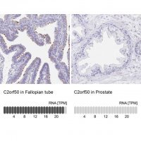 Anti-C2orf50 antibody produced in rabbit 
