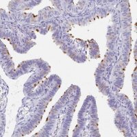 Anti-C2orf50 antibody produced in rabbit 