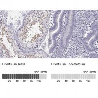 Anti-C3orf30 antibody produced in rabbit