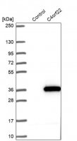 Anti-C4orf22 antibody produced in rabbit 