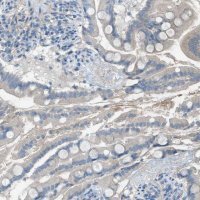 Anti-C5AR2 antibody produced in rabbit 