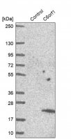 Anti-C6orf1 antibody produced in rabbit