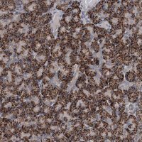 Anti-C6orf120 antibody produced in rabbit 